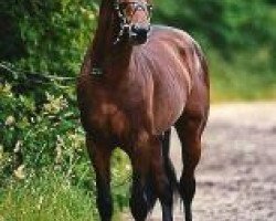 stallion Corleograf (Holsteiner, 1992, from Corleone)