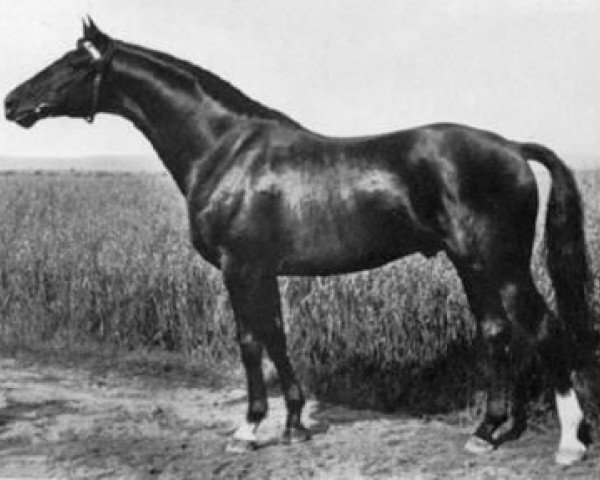 horse Komet (Trakehner, 1952, from Goldregen)