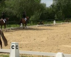 dressage horse Molly (German Riding Pony, 2000)