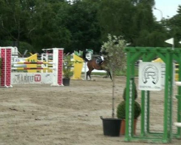 jumper Salvador G (KWPN (Royal Dutch Sporthorse), 1999, from Ferro)
