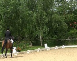 dressage horse Shana 26 (Westfale, 2005, from Show Star)