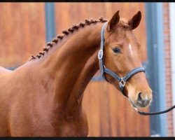 dressage horse Ophira VDW (KWPN (Royal Dutch Sporthorse), 2019, from Daily Diamond)