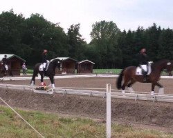 dressage horse Wescalina 3 (Hanoverian, 2000, from Weltmeyer)