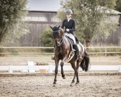 dressage horse Heavenport (Oldenburg, 2007, from Hofrat)