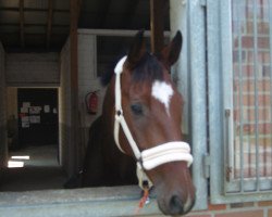 dressage horse Cascadeur (Hanoverian, 2004, from Charon)