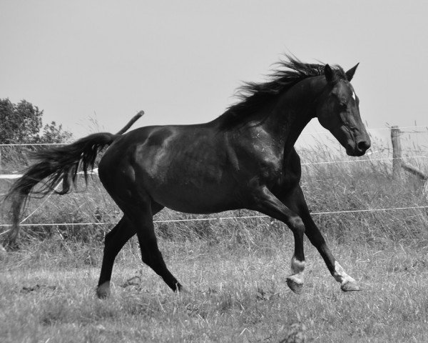 Zuchtstute Vinettic SR (KWPN (Niederländisches Warmblut), 2002, von Osmium)