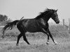 broodmare Vinettic SR (KWPN (Royal Dutch Sporthorse), 2002, from Osmium)