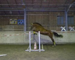 dressage horse Samorano (Bavarian, 2006, from Samarant)