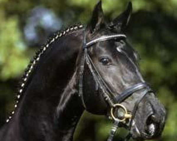 stallion Ron William (Oldenburg, 1999, from Rohdiamant)