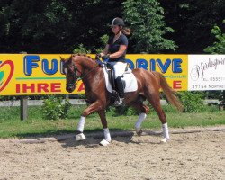 stallion Prinz Piccolino (German Riding Pony, 2002, from Pilgrim’s Red)