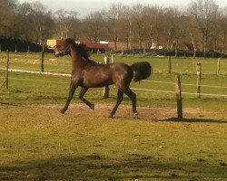 horse Donovan Bailey (Hanoverian, 2001, from Del Piero)