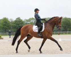 dressage horse Brokaat (KWPN (Royal Dutch Sporthorse), 2006, from Samba Hit II)