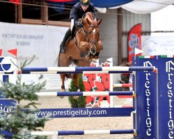 stallion Baloucan (Holsteiner, 2013, from Baloubet du Rouet)