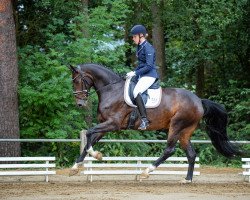 dressage horse Amarena (Rhinelander, 2014, from All At Once)