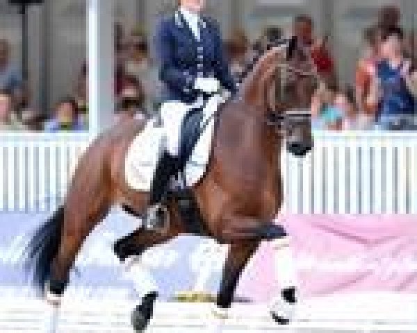 horse Borencio (KWPN (Royal Dutch Sporthorse), 2006, from Florencio I)