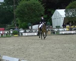 dressage horse Daria 80 (German Riding Pony, 1999, from Danny Gold)