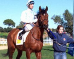 horse Kaymich Perfecto xx (Thoroughbred, 2000, from Sheikh Albadou xx)