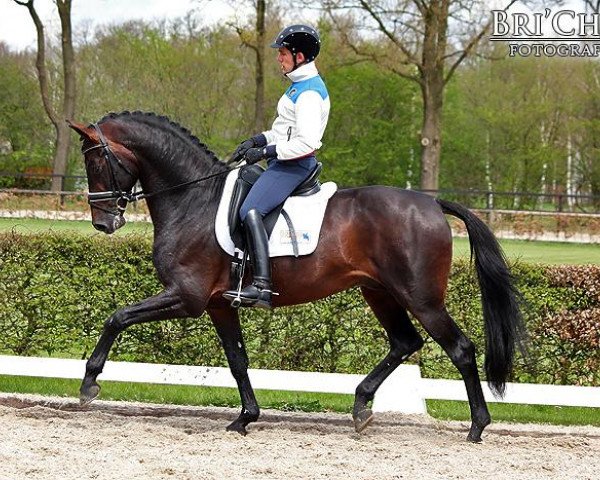 stallion Chippendale (Dutch Warmblood, 2007, from Lord Leatherdale)