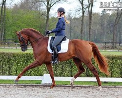 dressage horse Chicago M.H. (KWPN (Royal Dutch Sporthorse), 2007, from Vivaldi)