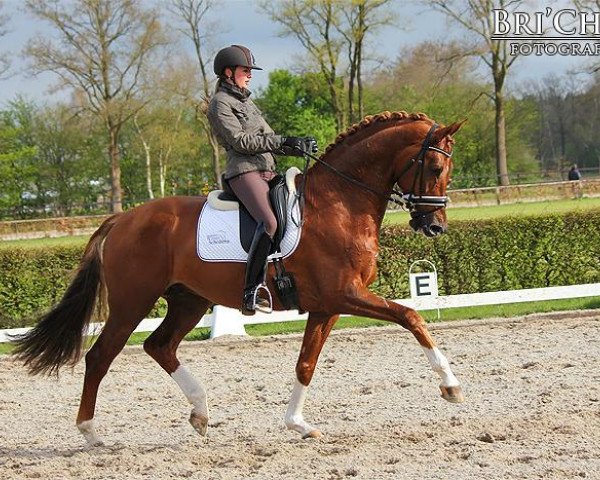 dressage horse Charmeur (Royal Warmblood Studbook of the Netherlands (KWPN), 2007, from Florencio I)