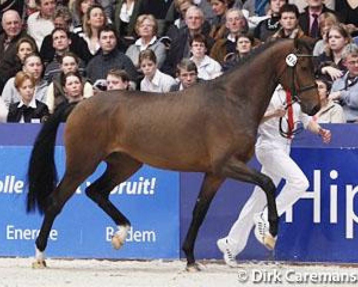 Deckhengst Cachet L (KWPN (Niederländisches Warmblut), 2007, von Jazz)