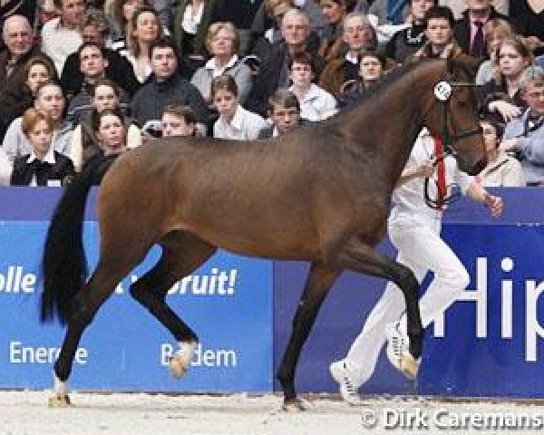 stallion Cachet L (Dutch Warmblood, 2007, from Jazz)