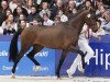 stallion Cachet L (KWPN (Royal Dutch Sporthorse), 2007, from Jazz)