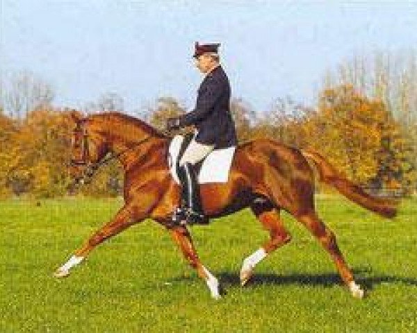 stallion Hydriot (Hanoverian, 1990, from Hitchcock)