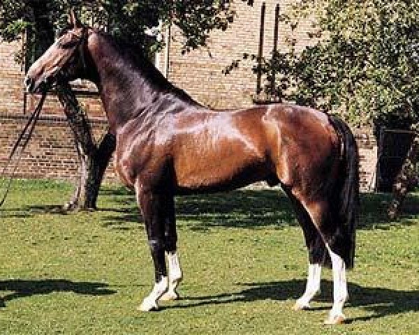 stallion Barring (Rhinelander, 1984, from Bariton)