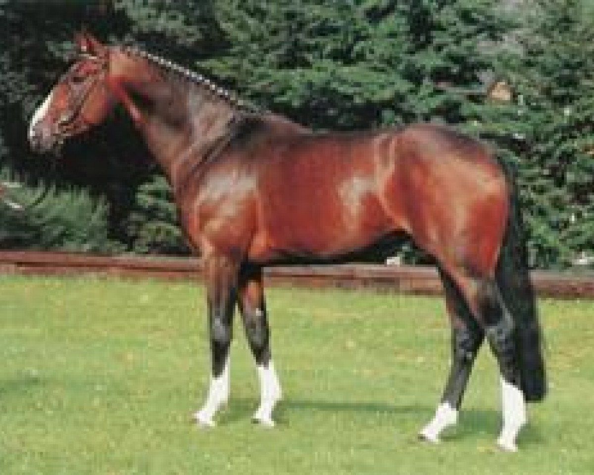 Deckhengst Magnum (Hannoveraner, 1982, von Matrose)