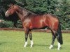 stallion Magnum (Hanoverian, 1982, from Matrose)