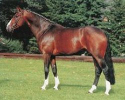 stallion Magnum (Hanoverian, 1982, from Matrose)