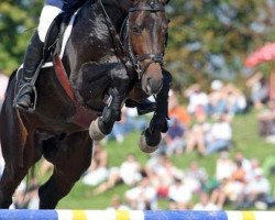 stallion Conte Cristo (Hanoverian, 2003, from Contendro I)