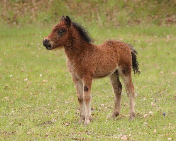 horse First Edition (Shetland Pony, 2021, from Fernando von der Mühlbachquelle)