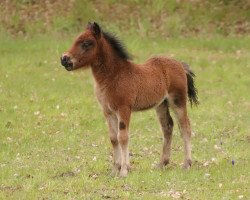 Pferd First Edition (Shetland Pony, 2021, von Fernando von der Mühlbachquelle)