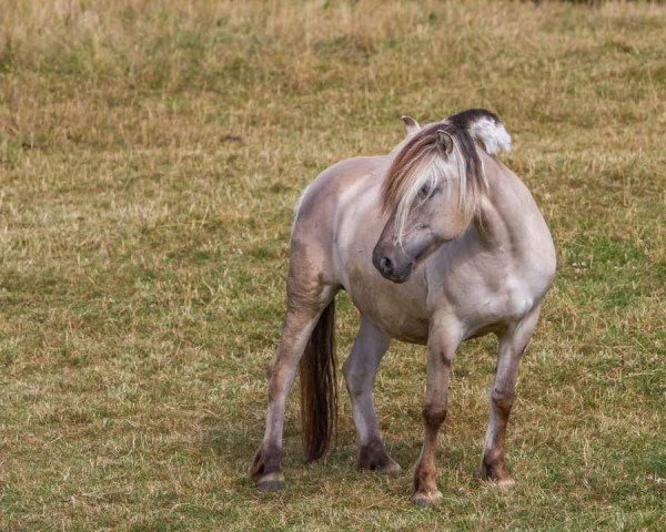 broodmare Marlie (Fjord Horse, 2012, from Minor II (ex. Minor))