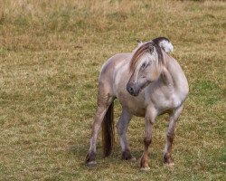 broodmare Marlie (Fjord Horse, 2012, from Minor II 11 F)