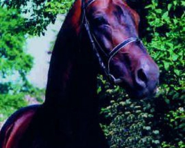 stallion Lord Kemm (Oldenburg, 1987, from Landadel)