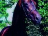 stallion Lord Kemm (Oldenburg, 1987, from Landadel)