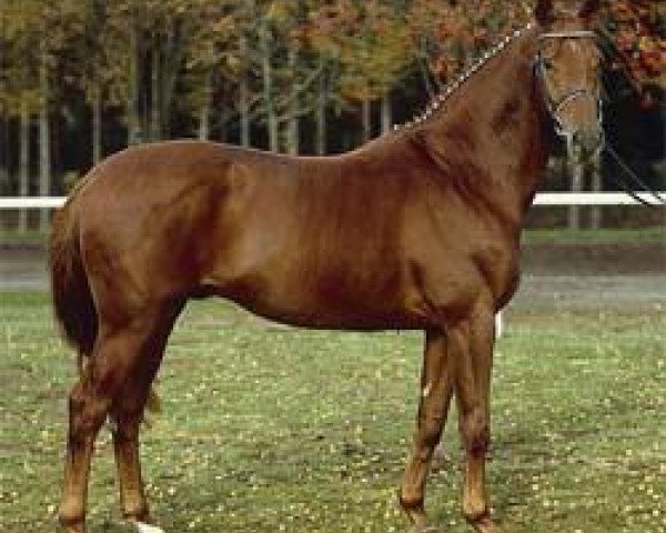 stallion Lauscher (Hanoverian, 2001, from Londonderry)