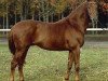 stallion Lauscher (Hanoverian, 2001, from Londonderry)