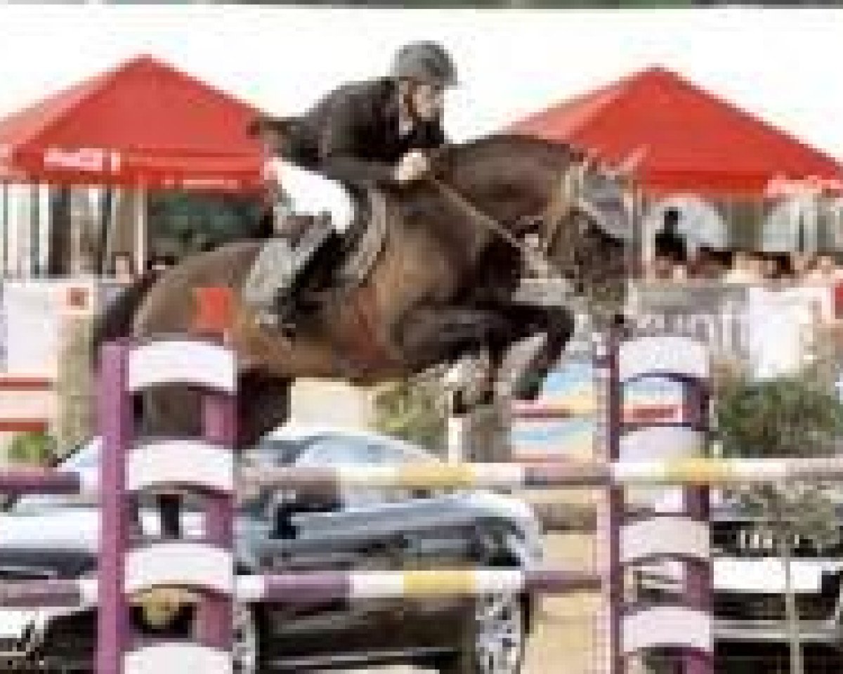 stallion Leviano (Holsteiner, 1994, from Levantos I)