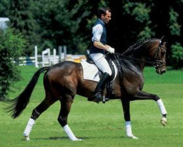 stallion Seborga xx (Thoroughbred, 1995, from Dashing Blade xx)