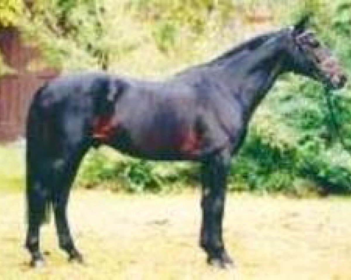 Deckhengst Lenys Lemon (Hannoveraner, 1991, von Lemon xx)