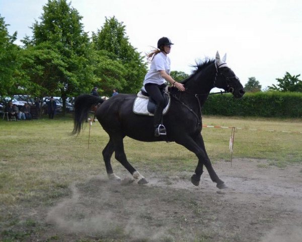 horse Hamlet (Saxony-Anhaltiner,  , from Hudson)