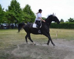 Pferd Hamlet (Sachsen-Anhaltiner, von Hudson)