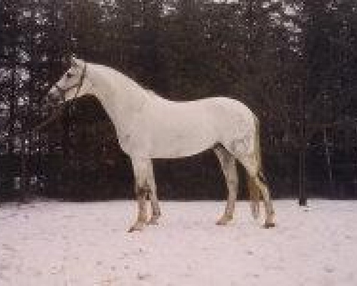 stallion Bajar ShA (Shagya Arabian, 1969, from Suakim ShA)