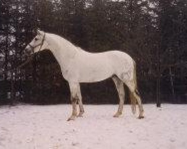 stallion Bajar ShA (Shagya Arabian, 1969, from Suakim ShA)