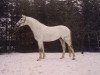 horse Bajar ShA (Shagya Arabian, 1969, from Suakim ShA)