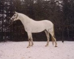 stallion Bajar ShA (Shagya Arabian, 1969, from Suakim ShA)